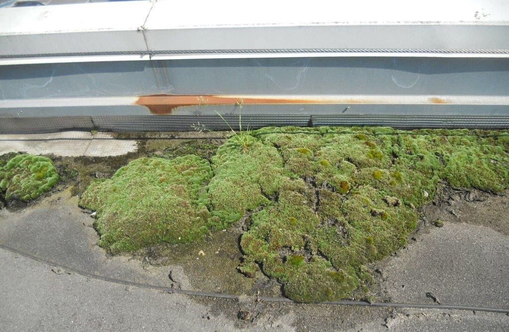 Invasion-de-mousse-sur-votre-toiture-industrielle-en-Seine-et-Marne