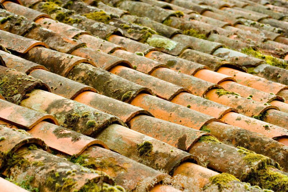 Mousse sur une toiture traditionnelle.