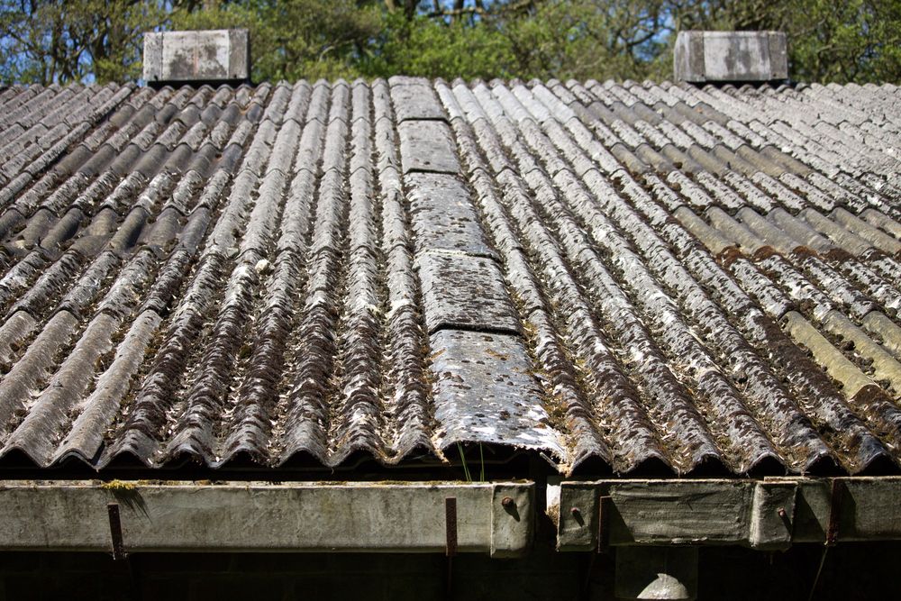 Mousse sur une toiture fibrociment.