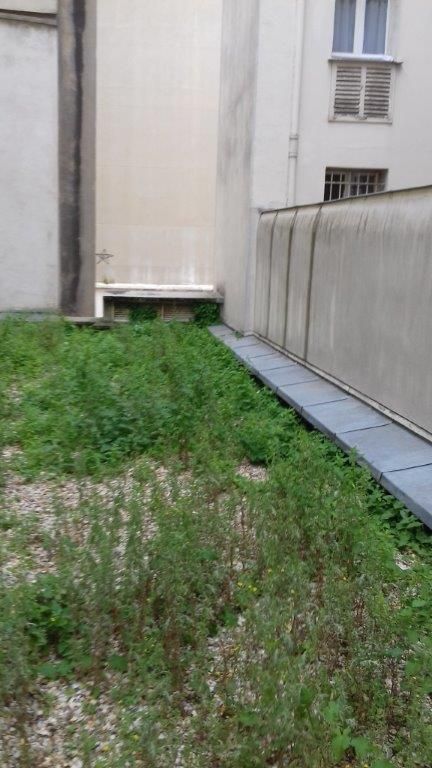 Invasion-végétaux-toiture-Seine-et-Marne-77