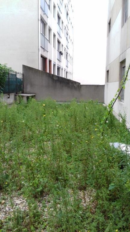 Invasion-végétaux-toiture-Seine-et-Marne-77