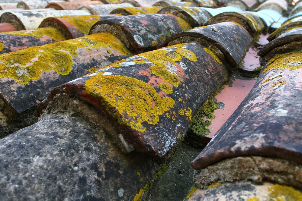 Mousse-sur-une-toiture-en-Seine-et-Marne-77