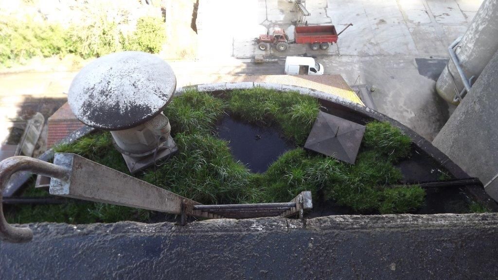 Invasion-d'herbe-sur-toiture-industrielle-Ozoir-la-Ferriere