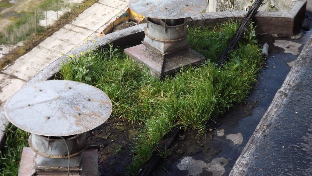 Invasion-végétaux-toiture-industrielle-Ozoir-la-Ferriere