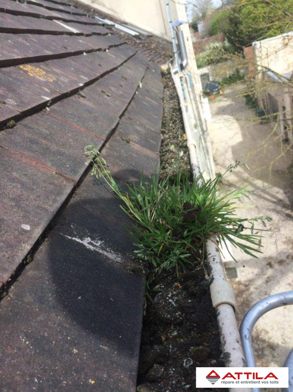 Invasion-mousse-toiture-traditionnelle-Seine-et-Marne