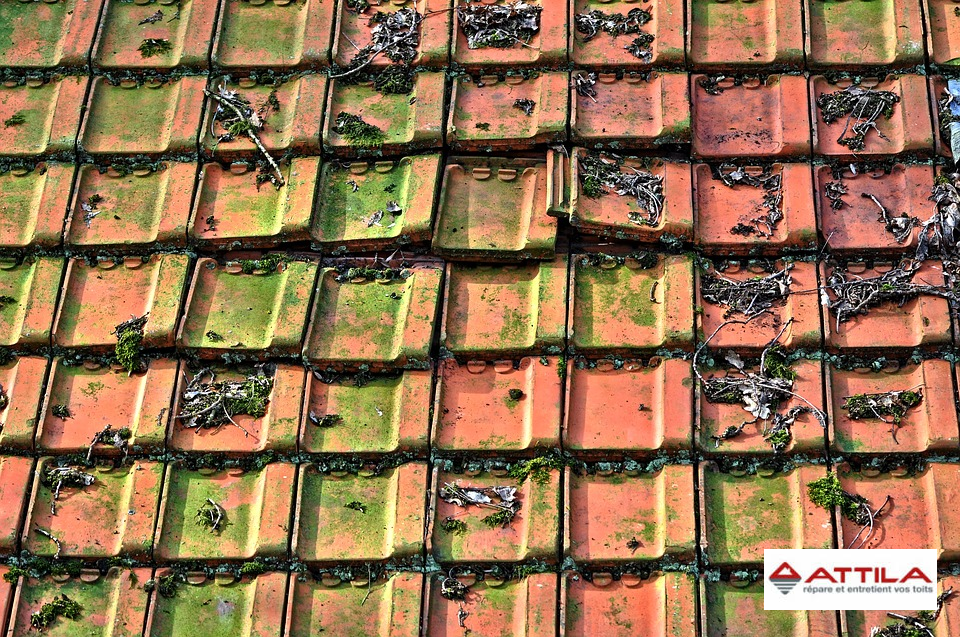 tuiles céramiques mousse