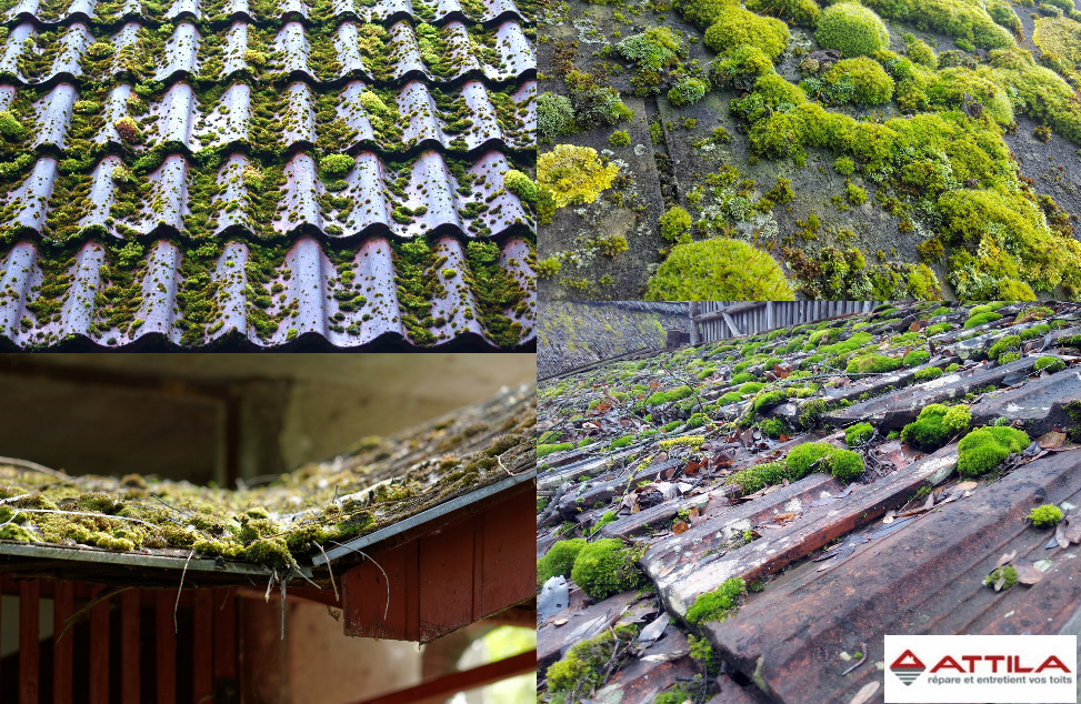 mousse sur la toiture