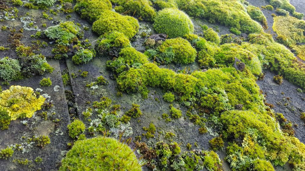 Mousse en toiture Bourg-en-Bresse