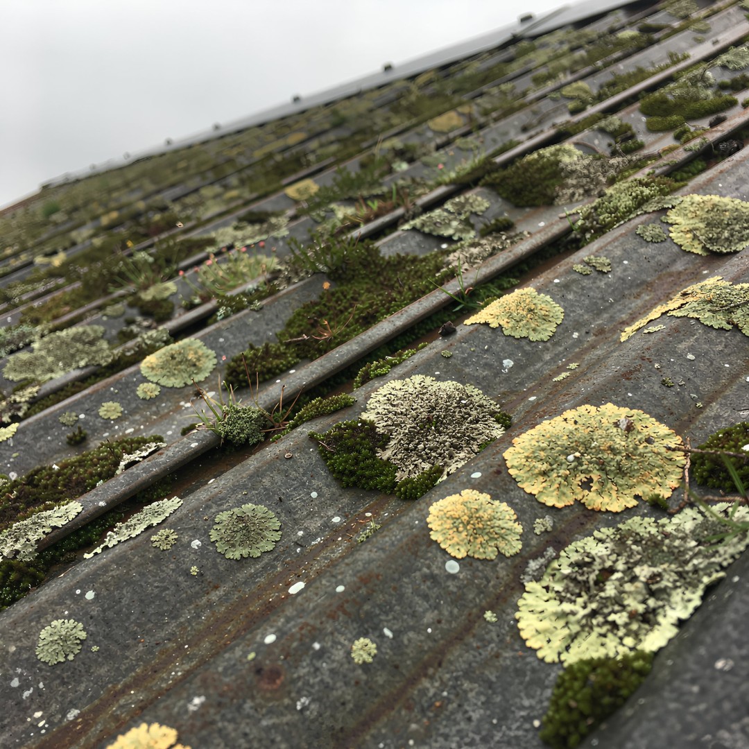 Mousse et lichen sur toiture industrielle bac acier