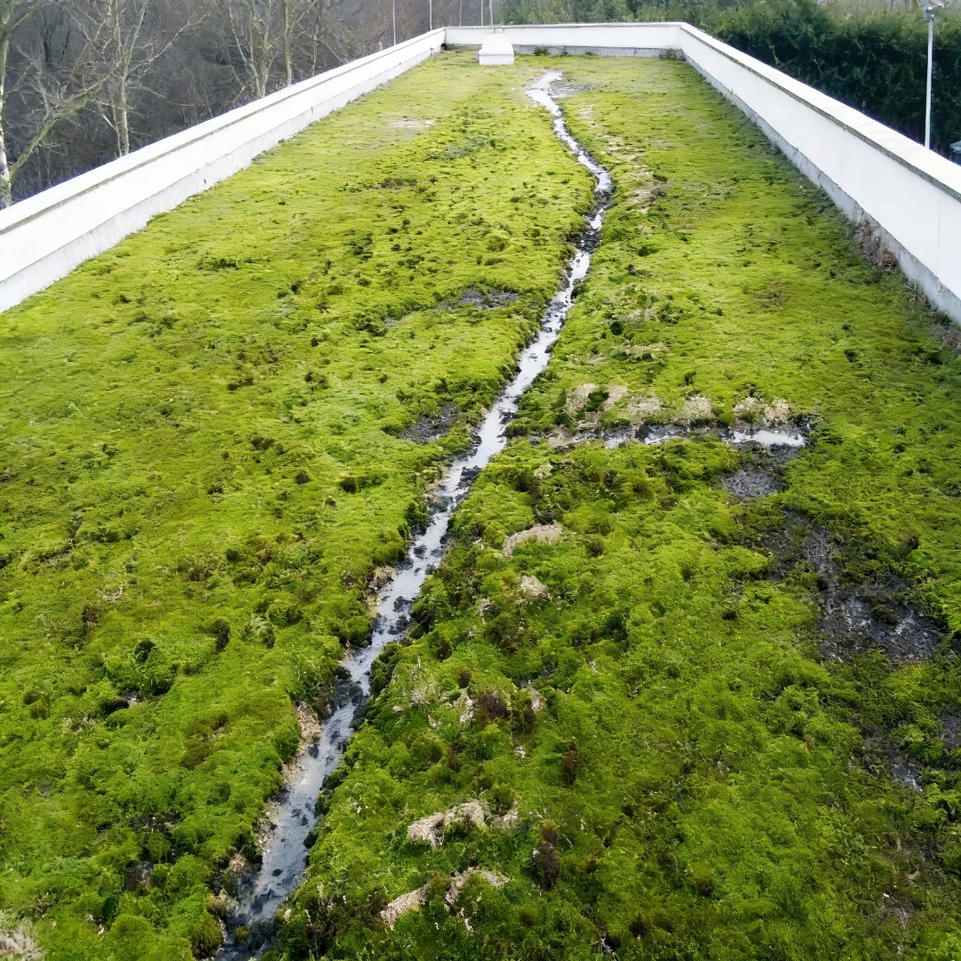 Mousse sur toit terrasse lesté gravier