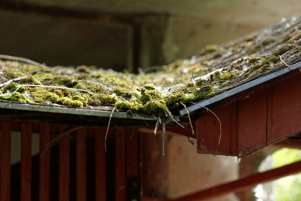 Mousse toiture Mousse toiture